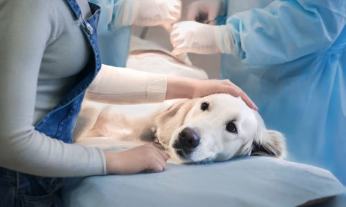 Pet Surgery | Romeo Pet Hospital | Vet Clinic in Stratford